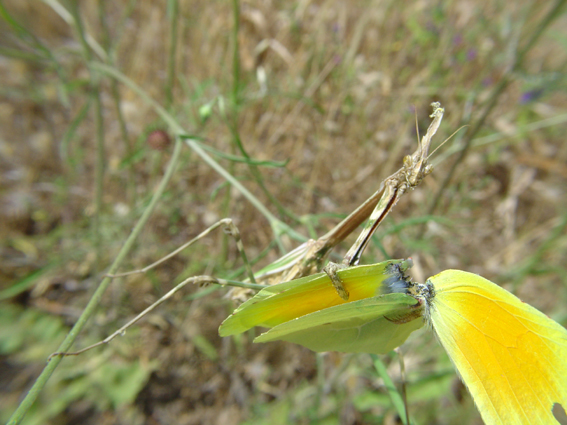 Empusa pennata